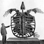 image for Skeleton of a Giant Turtle (1902)