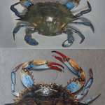 image for My old crab painting (top) vs latest crab painting. Both oil on panel, painted a year apart! [OC]