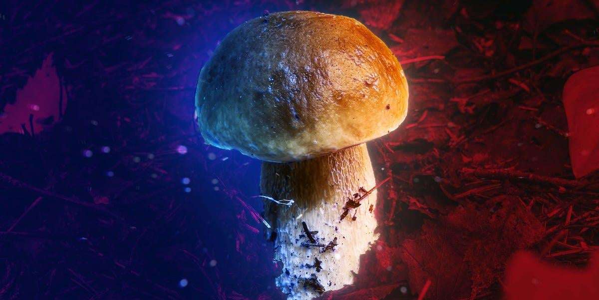 image for Jesus Was a Psychedelic Mushroom, a Controversial Theory Suggests. Could It Reshape Christianity Forever?