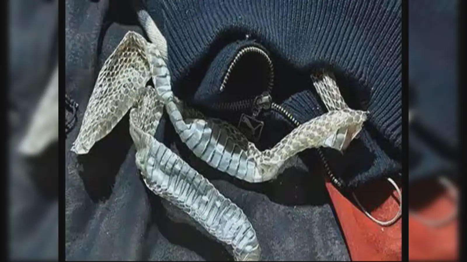image for Young woman in India fakes snake transformation to escape arranged marriage