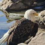 image for [OC] Chilling next to a bald eagle
