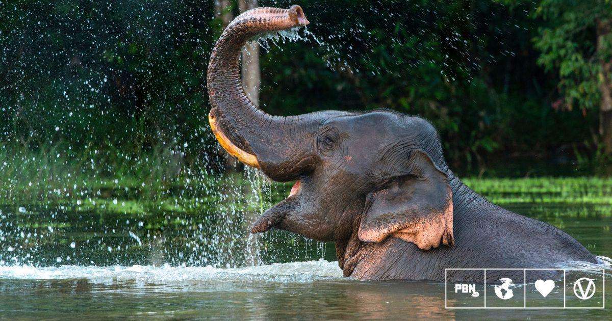 image for Indonesia Just Banned Elephant Rides In Zoos Nationwide