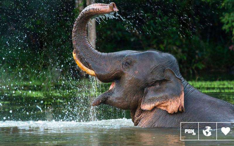 image for Indonesia Just Banned Elephant Rides In Zoos Nationwide