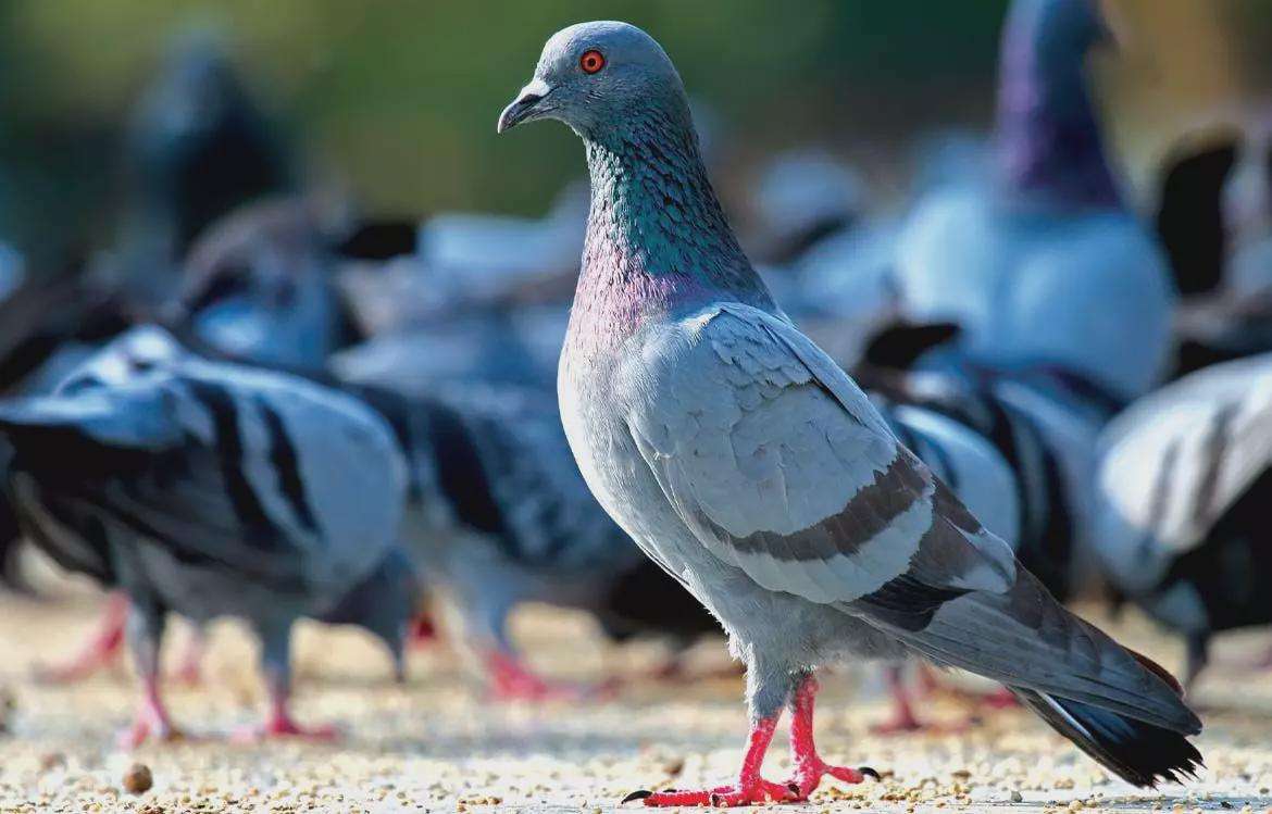 image for Why do we never see baby pigeons in cities? The scientific explanation