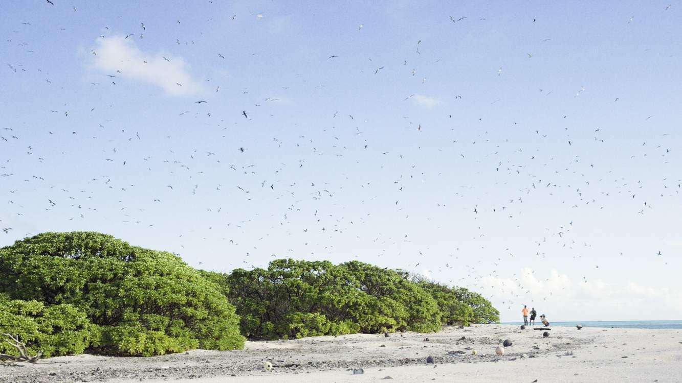 image for Marshall Islands Experience Explosion of Wildlife One Year After Invasive Rats Were Removed