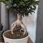 image for My Bonsai tree has a face