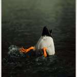 image for I took this photo of a duck today. [OC]