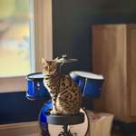 image for She can’t actually play drums