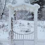 image for My garden, dreaming of spring this morning