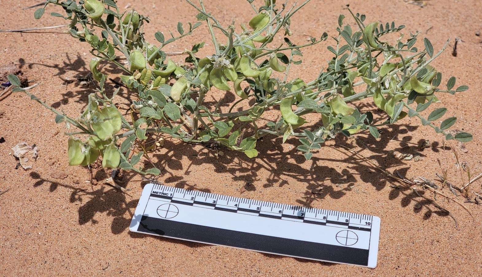 image for Solar farms can be havens for rare plants. Just ask the threecorner milkvetch.
