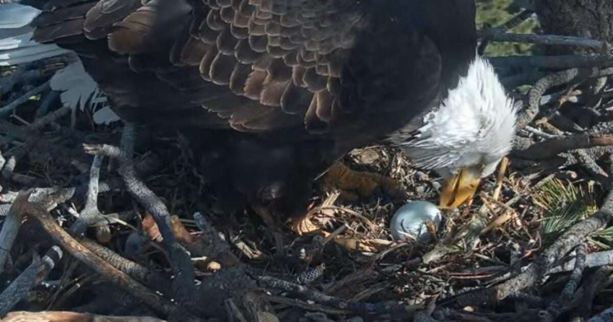 image for Famous bald eagles Jackie and Shadow welcome third egg after losing first two