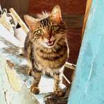 image for Stray Cat on my Kitchen Balcony, 2020 [OC]