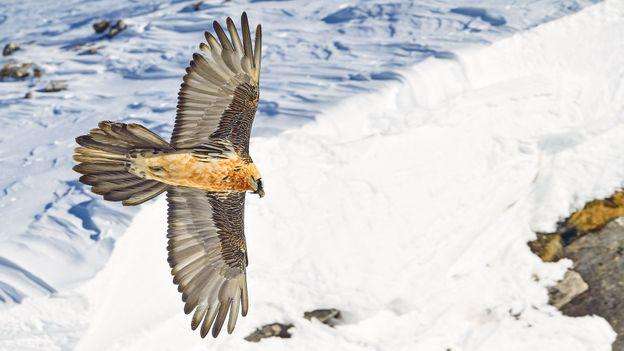image for 'One of the most successful wildlife comeback stories': The Alps lost its vultures - then it got them back