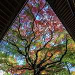 image for [OC] This tree has spring, summer, autumn and winter.