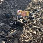 image for [OC] Someone put these flags in dog poop left on walking trail in Fresno, CA