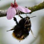 image for I took possibly the most unflattering photo of a bee