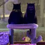 image for My cats are up to something