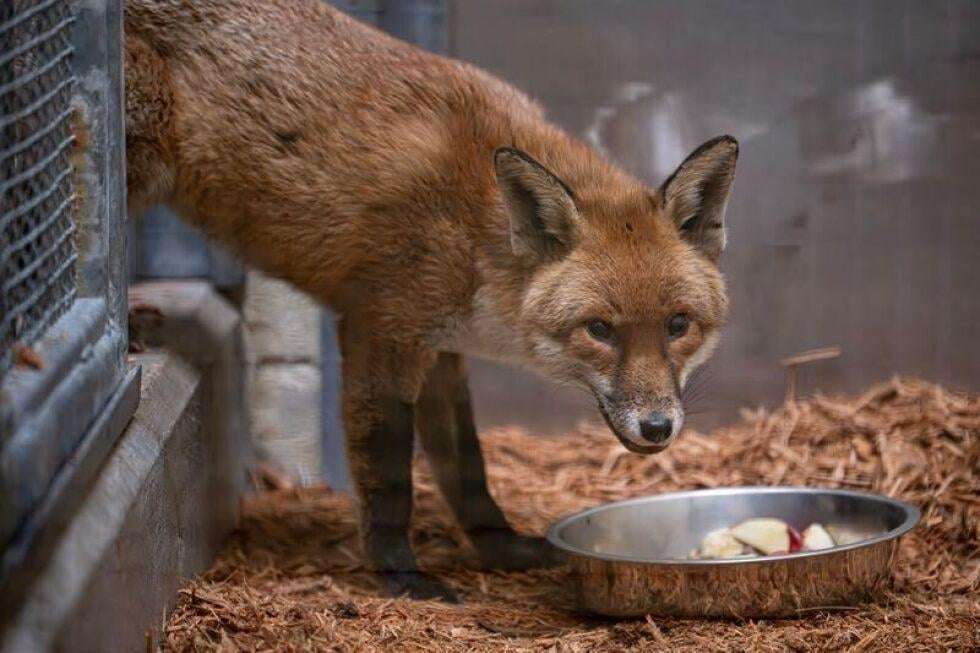 image for A red fox stows away on a cargo ship, traveling from England to the US