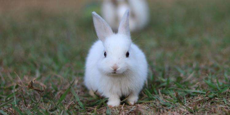 image for EU takes big step to end animal tests for everyday cleaning products