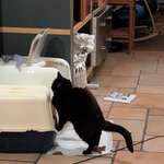 image for How my cat uses the litter box