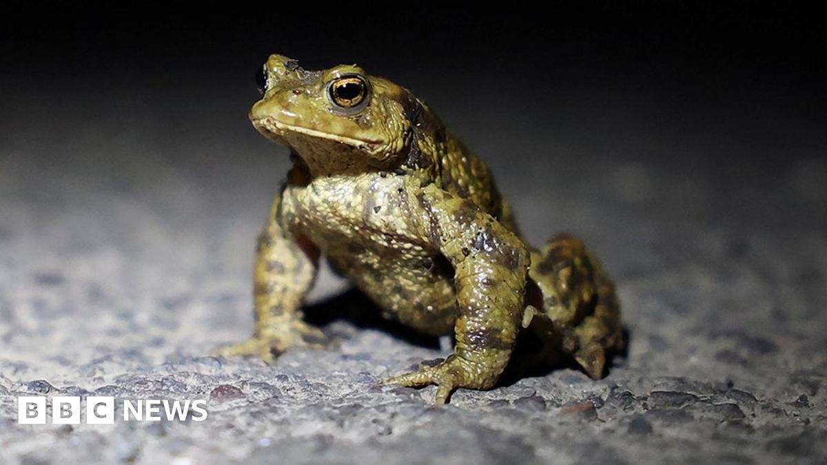 image for I walk toads across the road so they don't get squashed