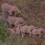 image for Sleeping elephants