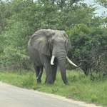 image for (OC) I snapped a pic of a very happy elephant (Kruger National Park)