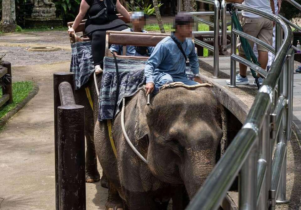 image for Indonesia bans elephant riding in landmark welfare move