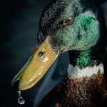image for I took this picture of a duck today