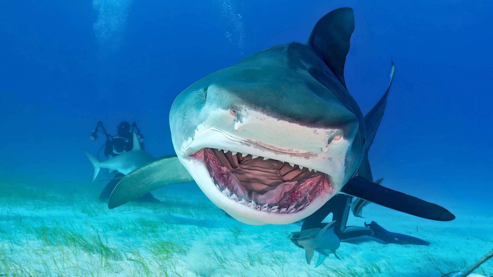 image for Sharks in the Bahamas Are Full of Cocaine, Caffeine, and Painkillers