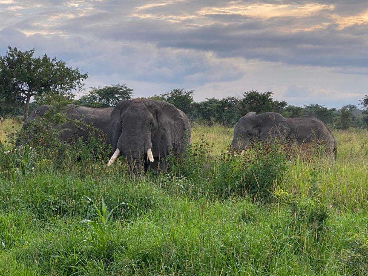 image for Savanna elephants return, gloriously, to Virunga National Park
