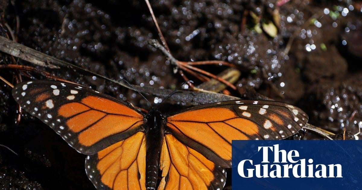 image for Mexico’s monarch butterfly population jumps 64%, offering hope for at-risk species