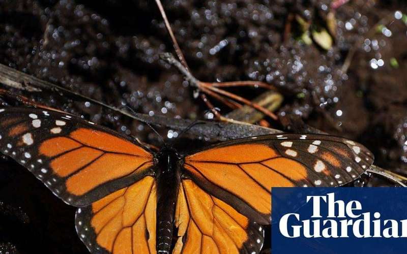 image for Mexico’s monarch butterfly population jumps 64%, offering hope for at-risk species
