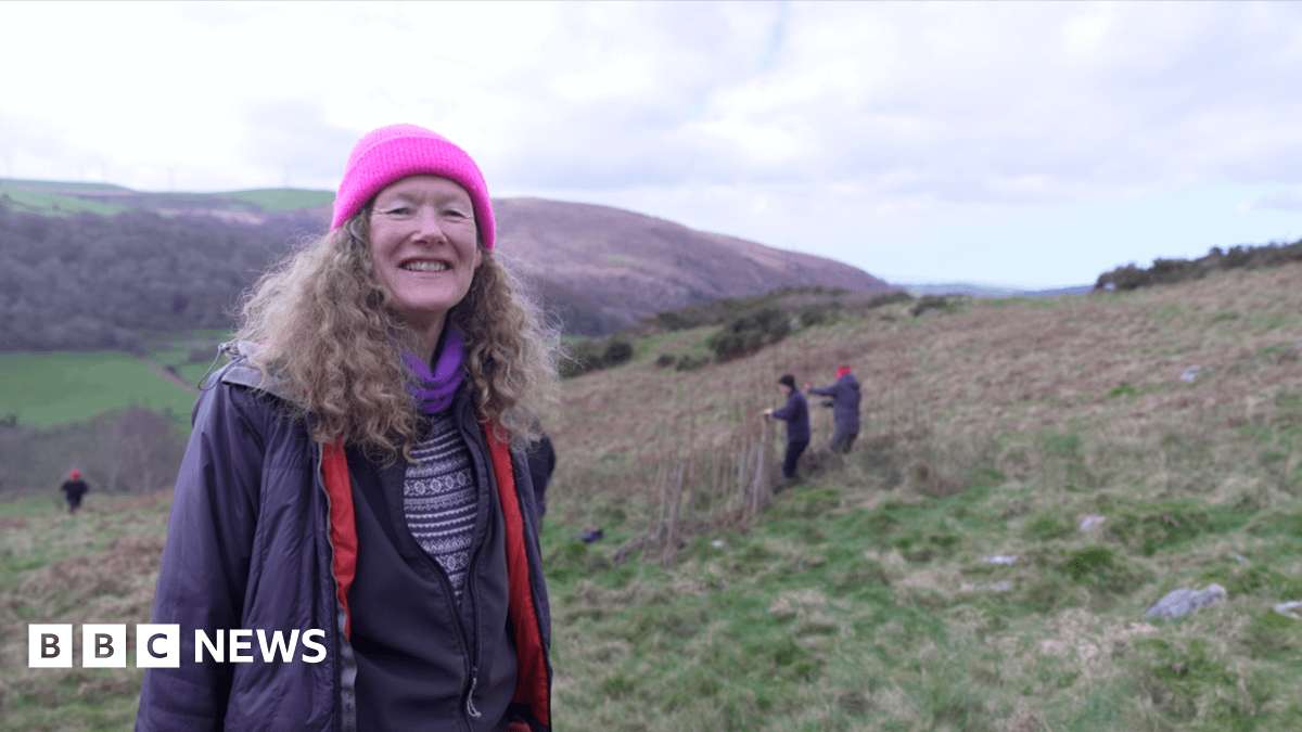 image for Ceredigion villagers plant 50,000 trees to try to save their homes from flooding