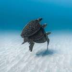 image for 3 Sea turtles gliding together over white sand at Ningaloo Reef, captured in an underwater shot