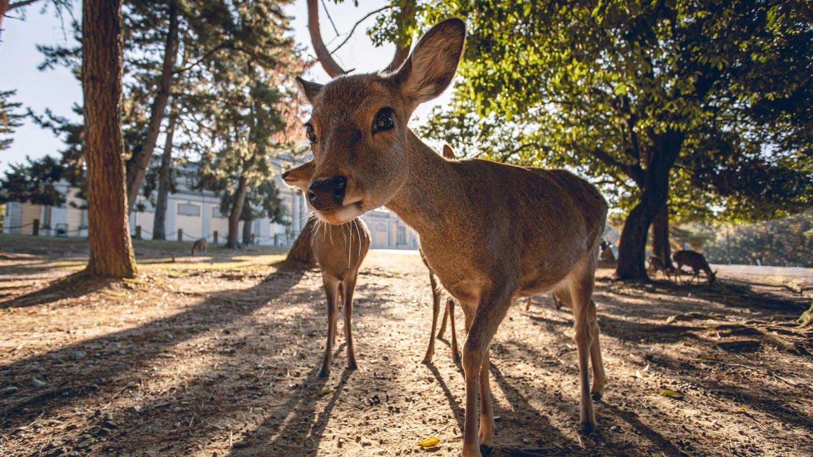 image for Deer goes viral after surrendering to Japanese police over legal issue