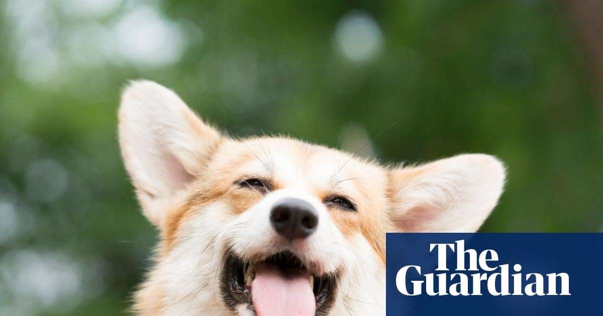 image for Group of dogs that went missing in China go viral after walking 17km home