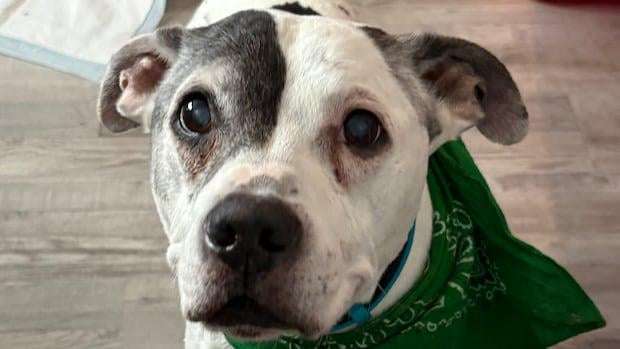 image for Woman who never stopped updating her lost dog's chip reunites with him after 11 years