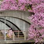image for Full bloom in Tokyo 🌸