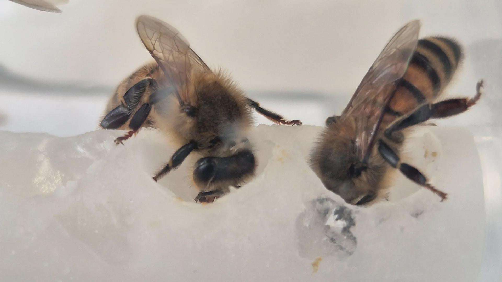 image for Scientists uncovered the nutrients bees were missing — Colonies surged 15-fold