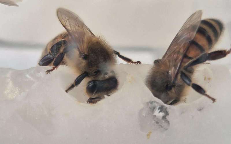 image for Scientists uncovered the nutrients bees were missing — Colonies surged 15-fold