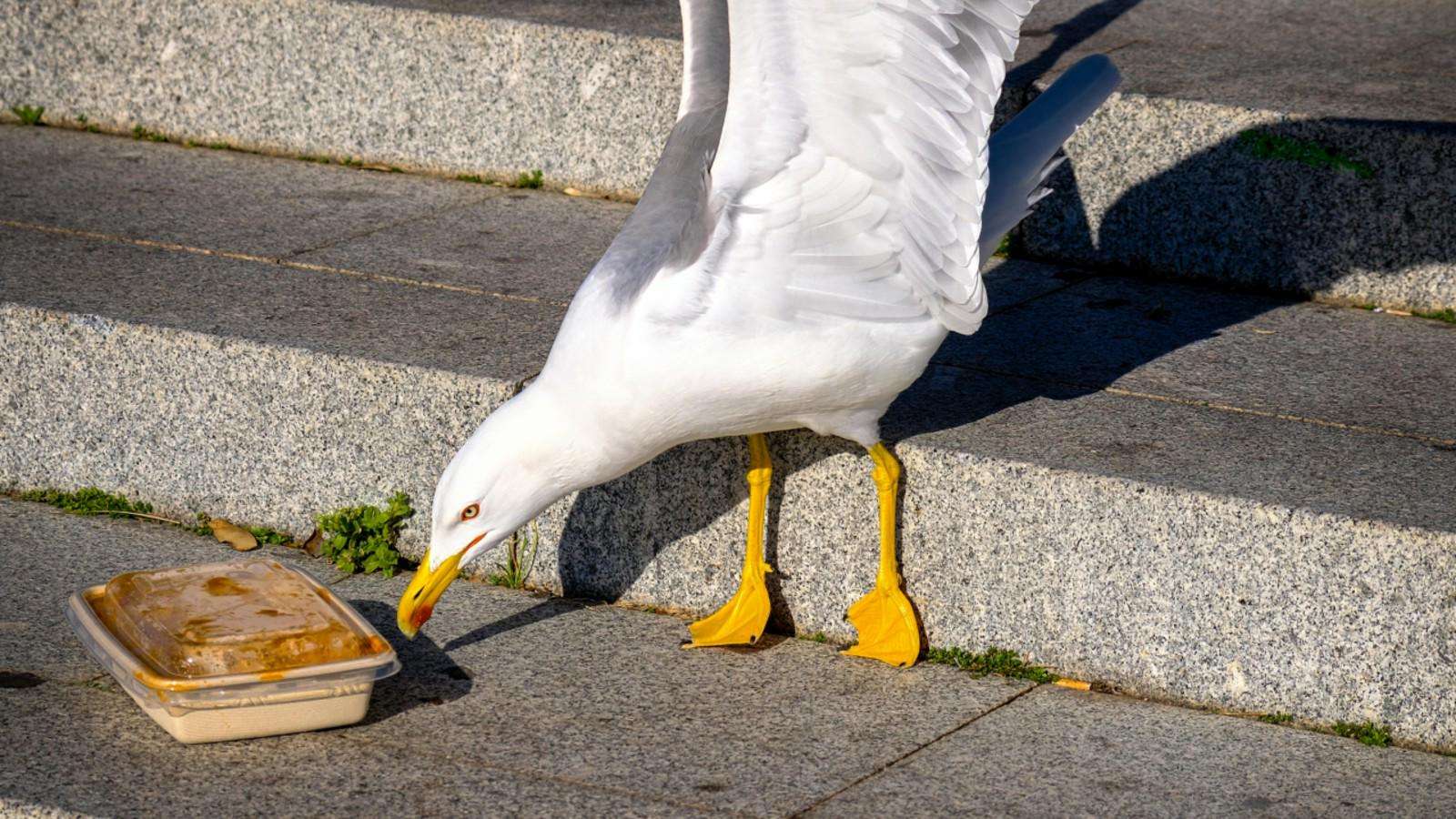 image for New study shows googly eyes can stop birds stealing your hard-earned food