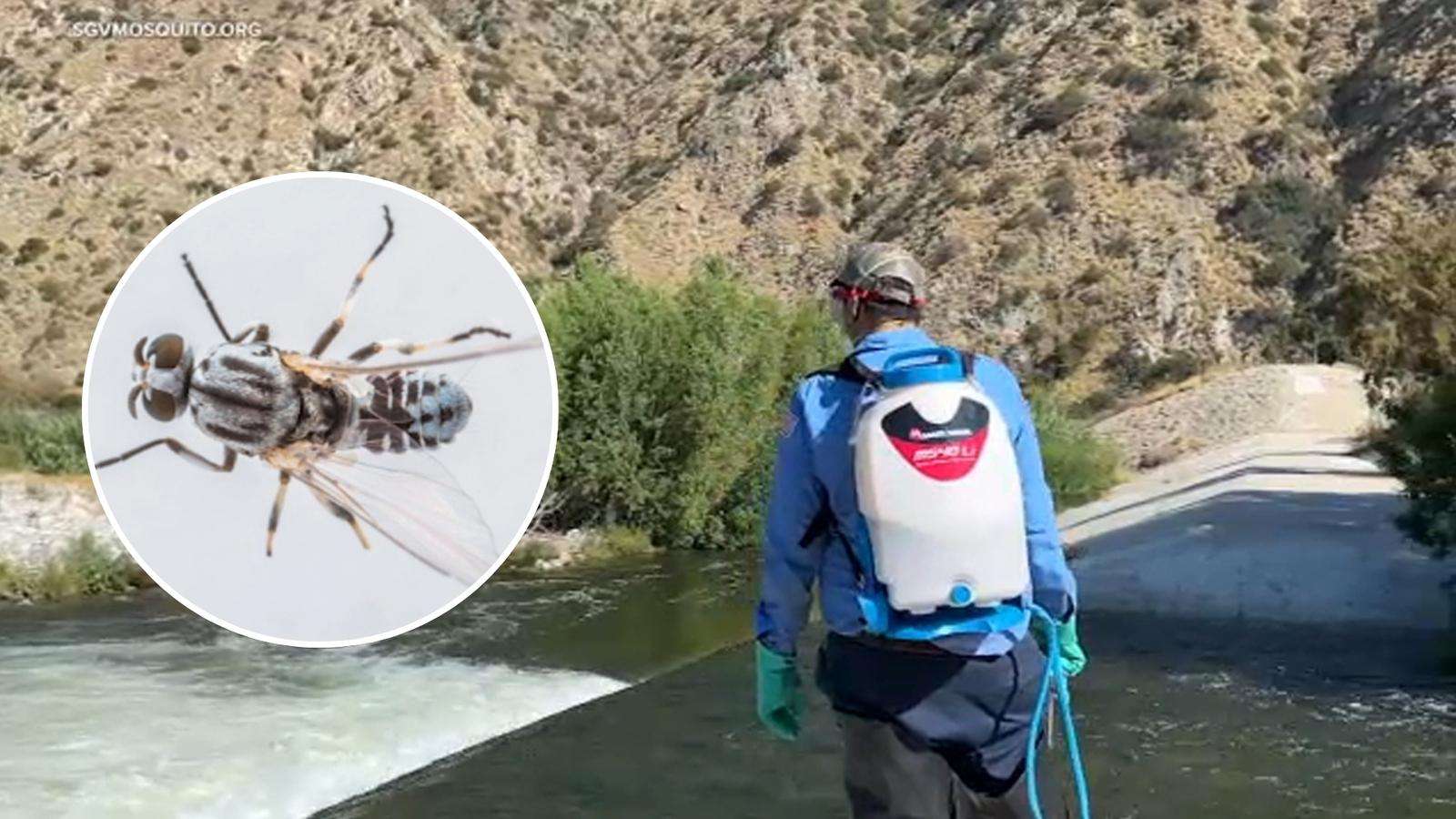 image for San Gabriel Valley sees early surge of tiny black flies that bite human eyes
