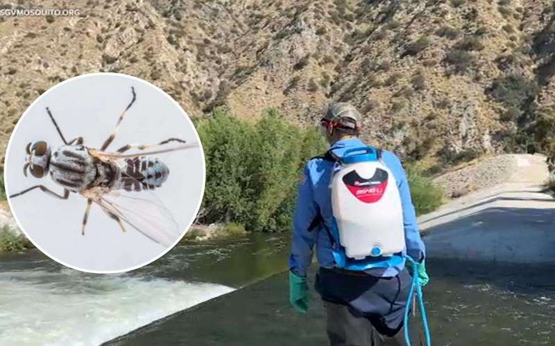 image for San Gabriel Valley sees early surge of tiny black flies that bite human eyes