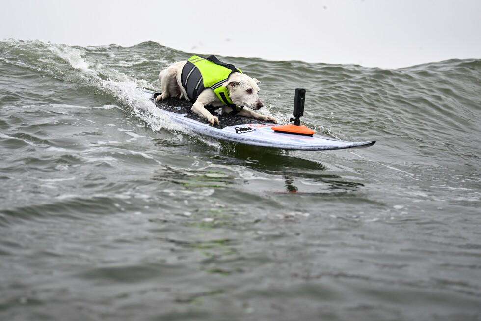 image for Sugar The Surfing Dog, the first canine inducted into the Surfer’s Hall of Fame, dies