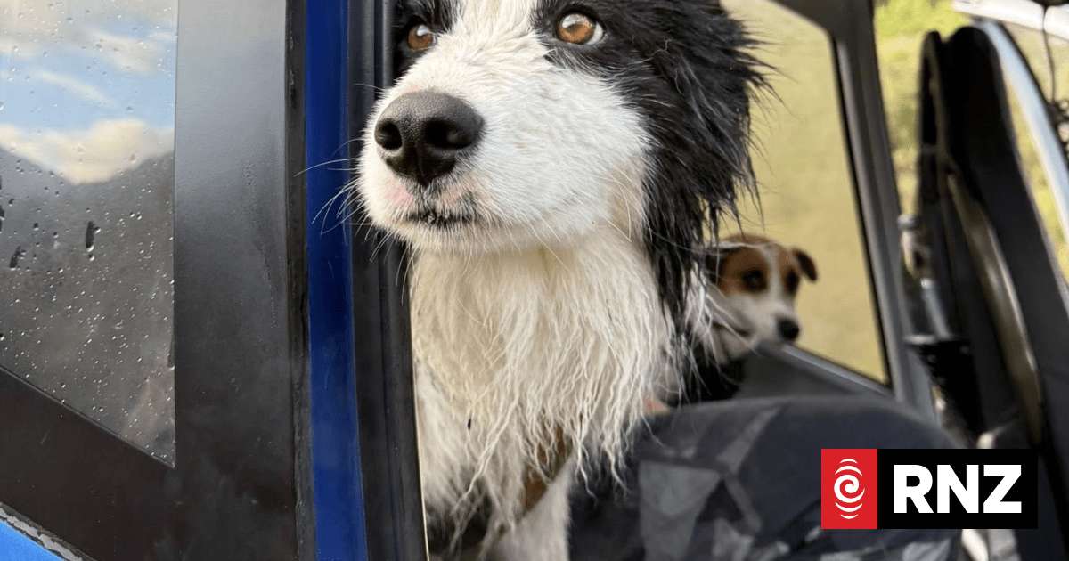 image for Border collie found one week after owner falls down waterfall in alpine backcountry