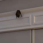 image for Woke up to a bat in our house this morning