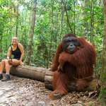 image for An orangutan chilling next to a human