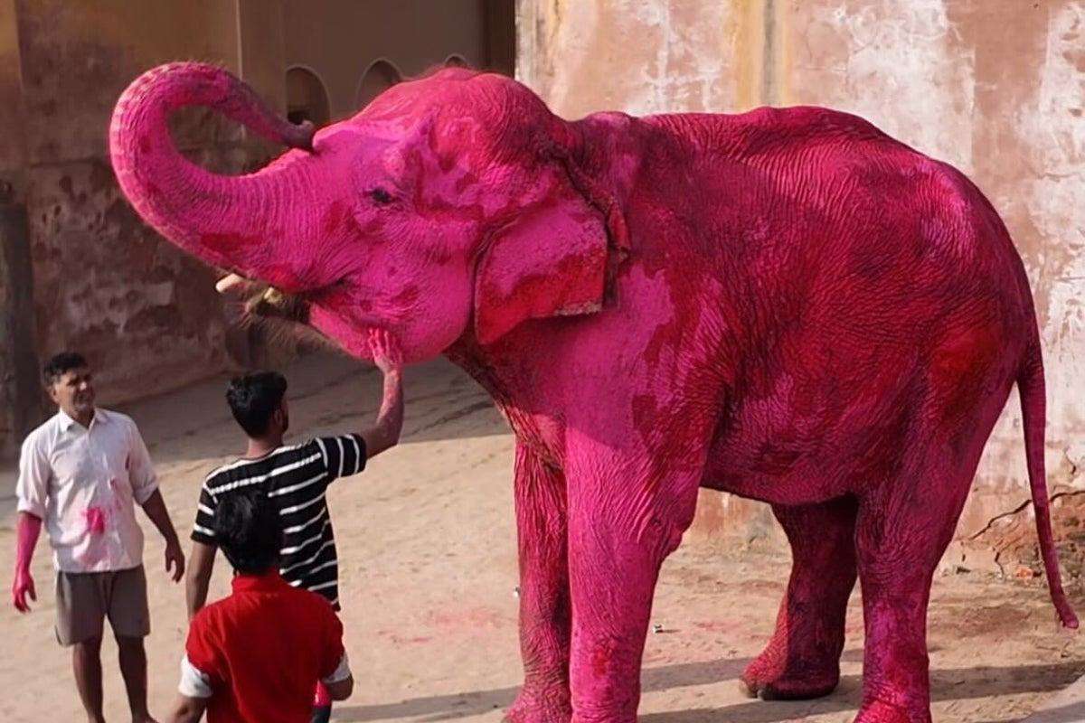 image for Elephant painted bright pink for photoshoot prompts outrage in India