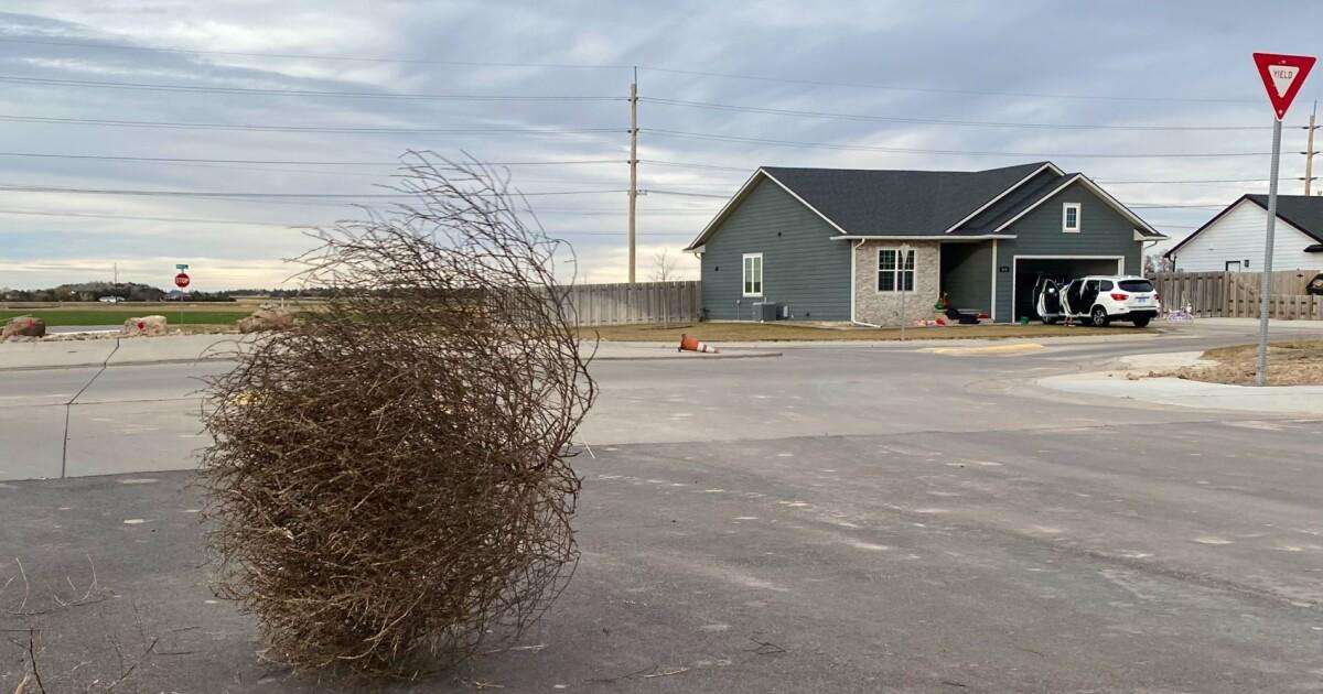 image for Tumbleweeds can be so bad in the Great Plains that they bury homes and cause fire danger